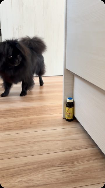 キンカンと遊びたい犬